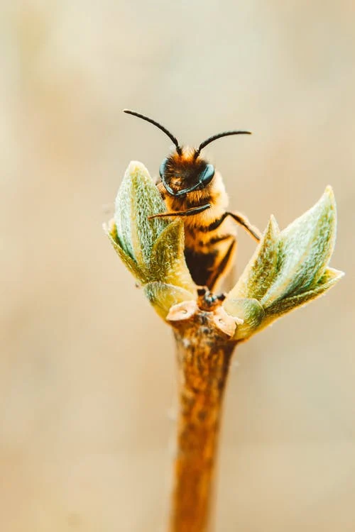 macro film photography