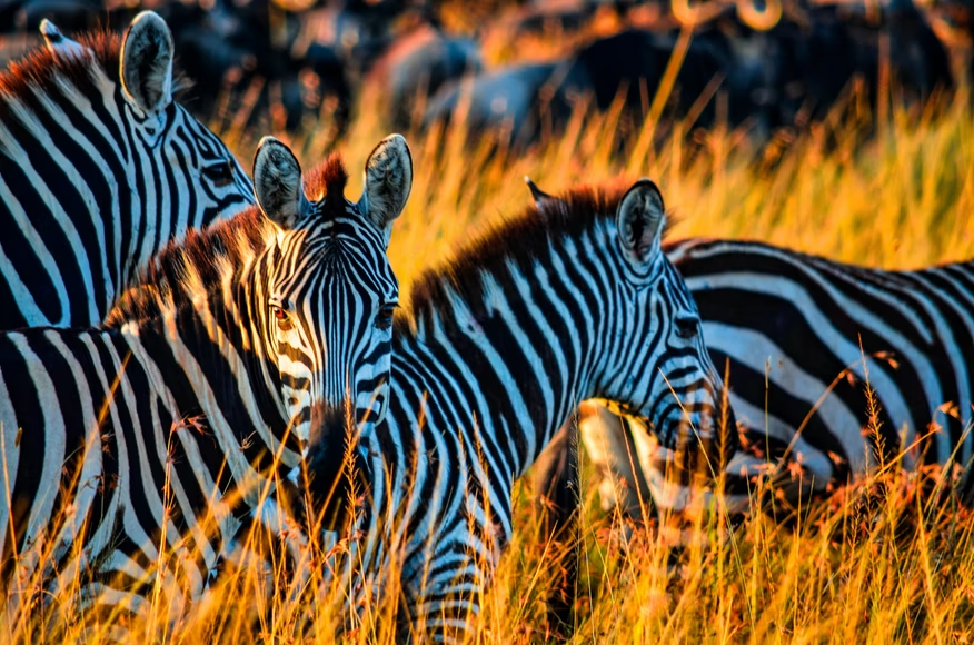 Wildlife Photography Everything You Need To Know NFI Wildlife Photography Everything You Need To Know NFI
